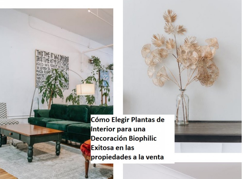 Cómo Elegir Plantas de Interior para una Decoración Biophilic Exitosa en las propiedades a la venta 